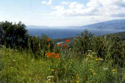 Pelion